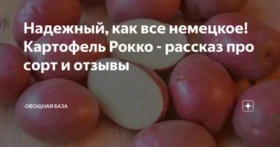 Продаю продовольственный картофель сорт Рокко, Республика Северная  Осетия-Алания — Agro-Russia