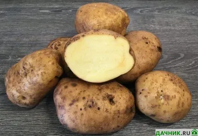 Продаю продовольственный картофель сорт Рокко, Республика Северная  Осетия-Алания — Agro-Russia