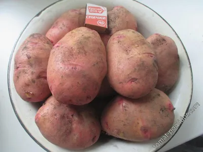 Продам семенной картофель Рокко, купить семенной картофель Рокко —  Agro-Ukraine
