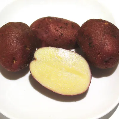 Выбор 2023: какой сорт картофеля самый вкусный и рассыпчатый? | Дачник.RU |  Дзен