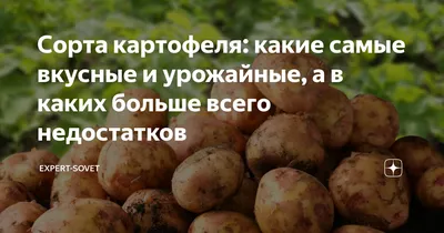 Картофельные сюрпризы | Статьи журнала \"Сады и огороды Приморья\"