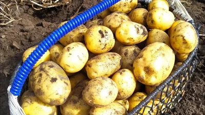 Продам товарный картофель, сорта: Роко, Ричи, Редледи - Черниговская обл —  Agro-Ukraine