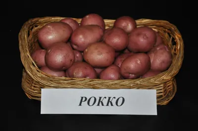 Продам картофель сорт Сантэ фермерский оптом
