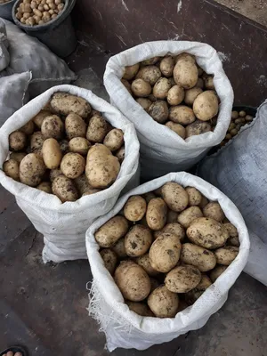 Продам продовольчу картоплю сорт рокко 10 т — Agro-Ukraine