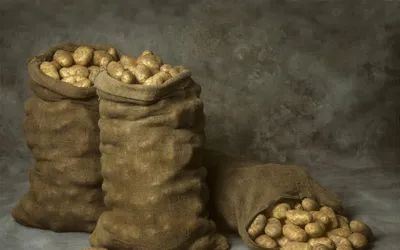 Продам картофель Рокко 10 тонн, купить картофель Рокко 10 тонн —  Agro-Ukraine