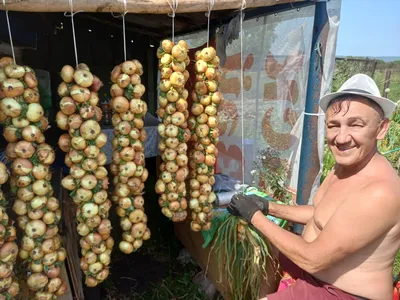 Купить семенной картофель оптом Улан-Удэ, Бурятии