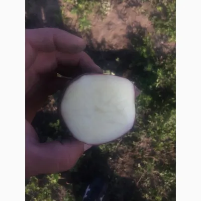Картофель Рокко продовольственный второго урожая