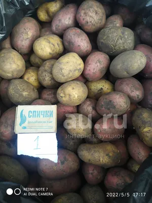 Поля под Салехардом засадили картофелем: ЭКОНОМИКА: ЯМАЛ 1