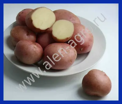 Семенной картофель \"Романо \", 350 т , под заказ ! | Instagram