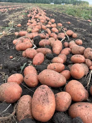 Картофель Романо: характеристика сорта и особенности выращивания | Азбука  огородника | Дзен