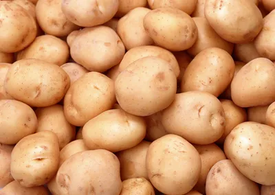 Лучшие ранние сорта картофеля | Садовод.инфо | Дзен