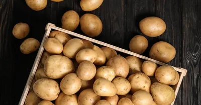 Купить Семенной картофель сорт Импала в Кисловодске с доставкой по РФ
