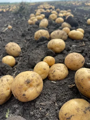 10 самых лежких сортов картофеля | На грядке (Огород.ru)