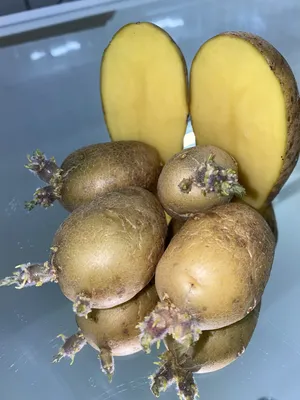 Романо - картофель. Характеристики и отзывы