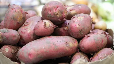 Купить Семенной картофель сорт Ривьера в Кисловодске с доставкой по РФ