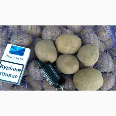Картофель Романо: характеристика сорта и особенности выращивания | Азбука  огородника | Дзен