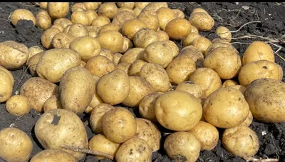 Купить семена картофеля с доставкой курьером и почтой в интернет-магазине  Semena.ru