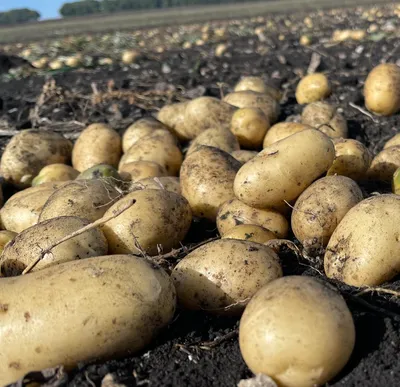 Фото к объявлению: продам товарный картофель, Наташа, Романо — Agro-Ukraine