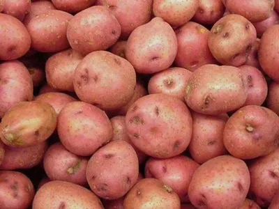 Купить семена картофеля с доставкой курьером и почтой в интернет-магазине  Semena.ru