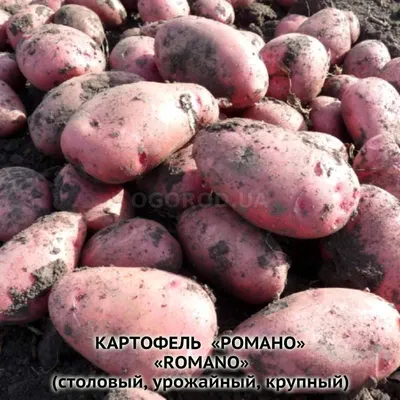Картофель Романо (Romano) | Сорта картофеля