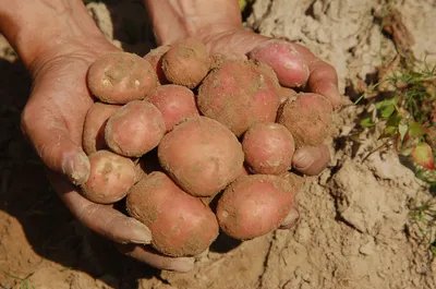 Продам семенной Картофель, , сорт Санте, Родриго, Романо, Сорая, калибр 4 —  Agro-Ukraine