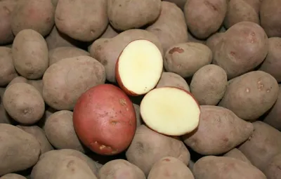 Клубни картофеля «Романо», ТМ «ЧерниговЭлитКартофель» - 15 кг (мешок/сетка)  купить недорого в интернет-магазине семян OGOROD.ua
