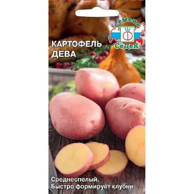 Фото к объявлению: продам товарный картофель, Наташа, Романо — Agro-Ukraine