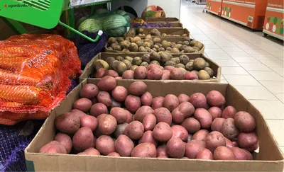 Купить Семенной картофель Экскуза 1 кг среднеспелая 1 репродукция в  магазине Зелений Світ