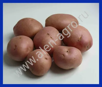 Картофель семенной Романо элита - купить в Дмитрове, Москве и Московской  области по низкой цене