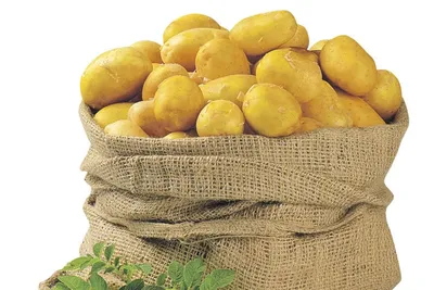 Продам Картофель, сорт Романо, Калибр 5+, сетка 20 кг, отличного качества —  Agro-Ukraine