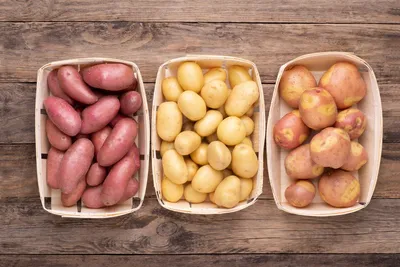 Семенной картофель Розара (1 репродукция) купить в Украине | Веснодар