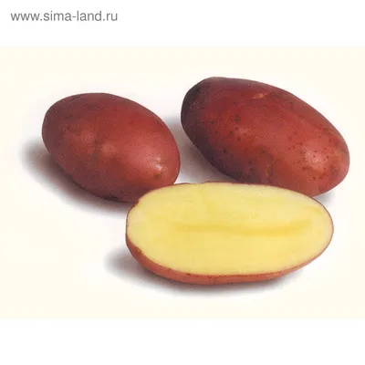 Семенной картофель \"Розара\", 2 кг +/- 10%, Элита (4832613) - Купить по цене  от 155.00 руб. | Интернет магазин SIMA-LAND.RU