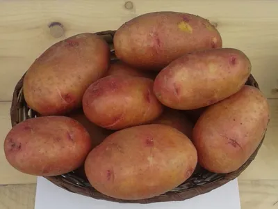 Семенной Картофель Пикассо 1 репродукция от 5 кг (ID#378881150), цена: 27  ₴, купить на Prom.ua