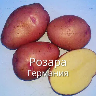 Картофельные сюрпризы | Статьи журнала \"Сады и огороды Приморья\"