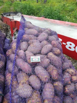 Популярные сорта картофеля для посадки в Украине — интернет магазин товаров  для сада и огорода Лето 🌿