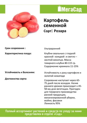 Картофель — Википедия