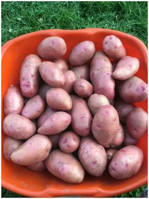 🥔🥔🥔Картофель семенной Горная Роза 🌹 (Mountain Rose )(репродукция элита)  ✓Необыкновенная розовая мякоть! Источник.. | ВКонтакте