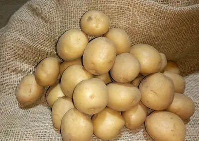 Картофель семенной Гала (1 кг/уп - репродукция элита, ранний) купить за 195  р. в садовом центре АСТ Медовое