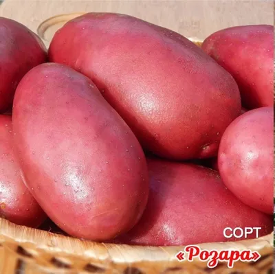 Лучшие сорта картофеля: фото и описание
