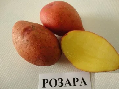 10 самых популярных сортов картофеля | Овощной огород, Растения,  Выращивание растений