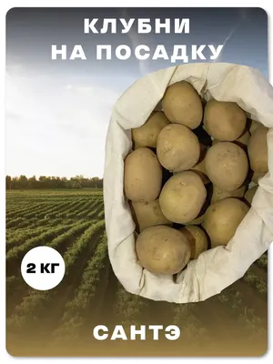 Сантэ - Сорта КАРТОФЕЛЯ с отзывами - tomat-pomidor.com - форум