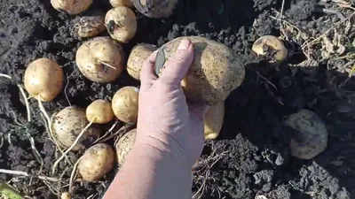 Картофель семенной Санте - купить по низкой цене с доставкой