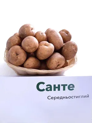 Картофель Сантэ (Sante) | Сорта картофеля