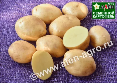 Семенной картофель Санте 2 репродукция 1 кг купить в Украине с доставкой |  Цена в Svitroslyn.ua