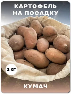 Картофель всем на зависть: секреты, советы, правила выбора сорта, основные  причины плохого урожая, проверенные сорта | Дачные истории | Дзен