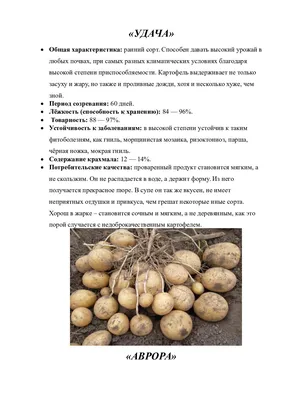 Картофель, картошка картопля Санте, очень вкусная: 8 грн. - Продукты  питания / напитки Сумы на Olx