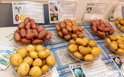 Посадочный картофель🥔 Как выбрать семенные клубни и какие сорта устойчивы  к болезням