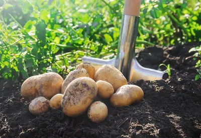 🥔 🥔УРОЖАЙ КАРТОФЕЛЯ В 2022 ГОДУ, ПО СОРТАМ: ПИКАССО, РИВЬЕРА, ОРЛА, САНТЭ...  - YouTube