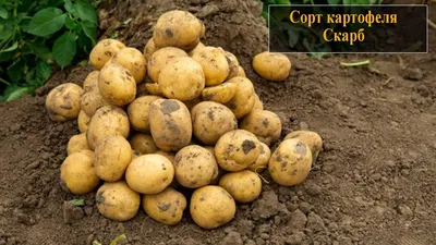 Купить Картофель сорт Скарб 5+ семенной от поставщика: цена, характеристики