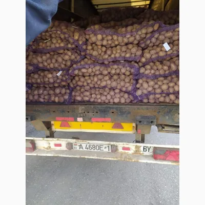 Продажа Продам домашний картофель. Сорт скарб, уладар. Крупный,  среднеразваристый. Обладает отличными вк - Агрохоз. Продукты и товары  сельского хозяйства и загородного дома